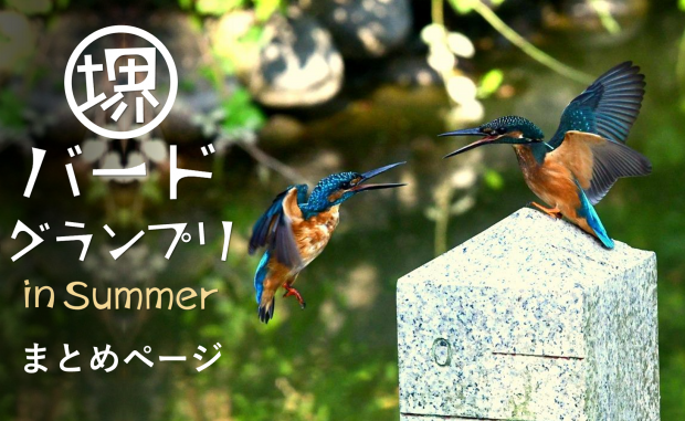 bird_Summer_kekka